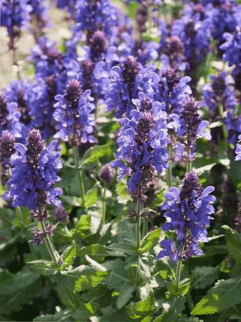 Шалфей дубравный Marvel Sky blue