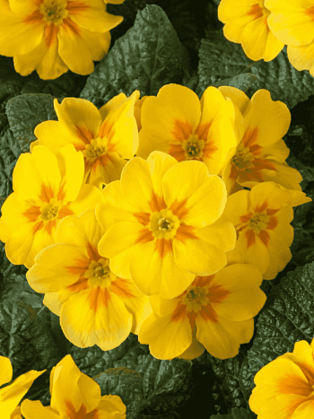 Примула весенняя Bright Deep Yellow