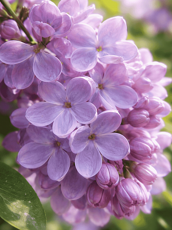 Сирень обыкновенная Летний сад