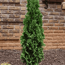 Туя западная Degroot's Spire