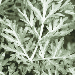 Полынь горькая Lambrook Silver
