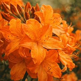 Азалия крупноцветковая Arneson Gem