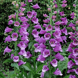 Наперстянка пурпурная Dalmatian Purple