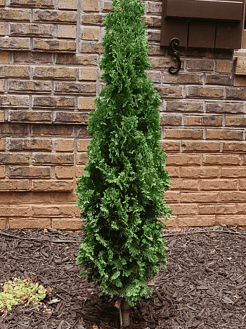 Туя западная Degroot's Spire