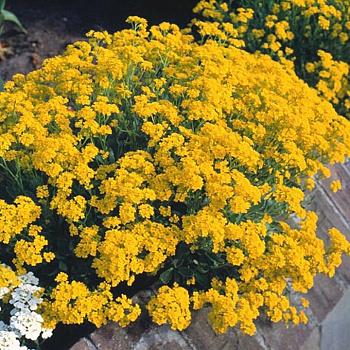 Кореопсис Золотой малыш