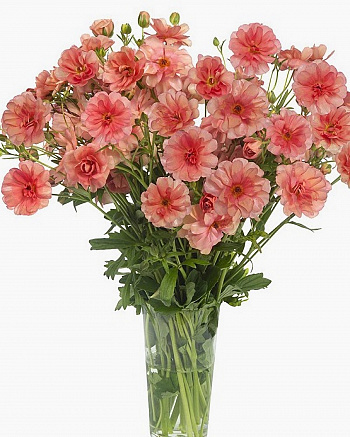 Лютик гибридный Баттерфляй Эрис