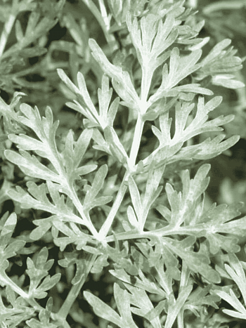 Полынь горькая Lambrook Silver