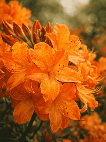 Азалия крупноцветковая Arneson Gem