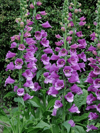 Наперстянка пурпурная Dalmatian Purple