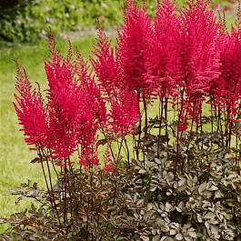 Астильба гибридная Mighty Chocolate Cherry