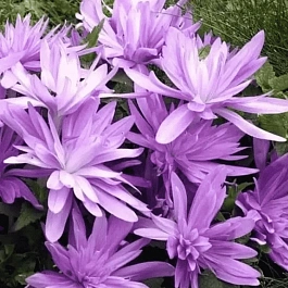 Колхикум Waterlily