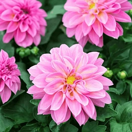 Георгин Dahlietta Select Emily