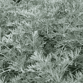 Полынь древовидная 'Little Mice'