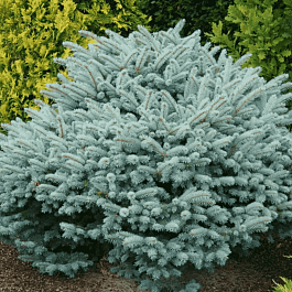 Ель колючая Glauca Globosa