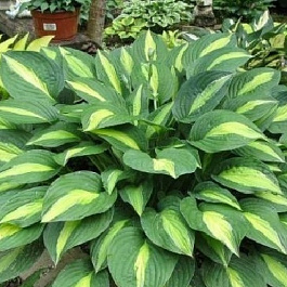 Хоста гибридная Стриптиз