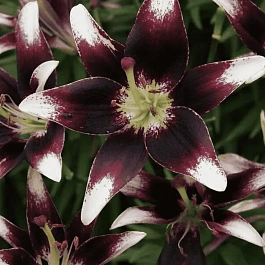 Лилия Netty's Pride