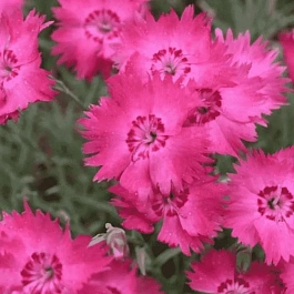 Гвоздика гратианополитанская Emmen