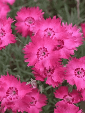 Гвоздика гратианополитанская Emmen