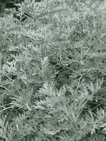 Полынь древовидная 'Little Mice'