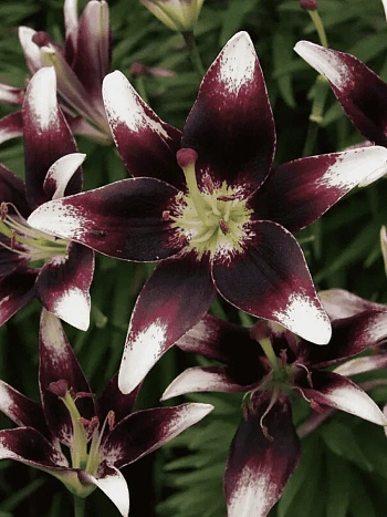 Лилия Netty's Pride