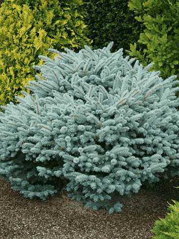 Ель колючая Glauca Globosa