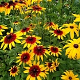 Рудбекия хирта Тото Микс
