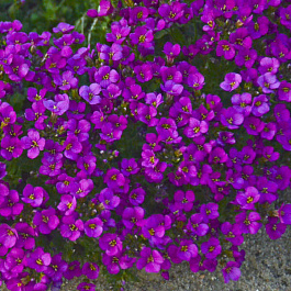 Арабис кавказский Лотти Дип Роуз