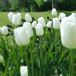 Тюльпан триумф Antarctica