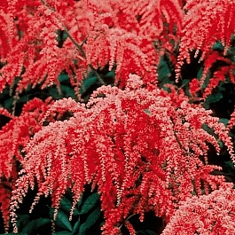 Астильба Арендса Red Charm