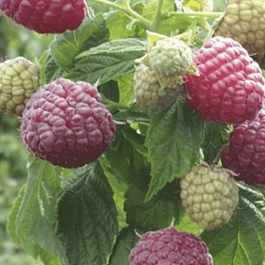 Малина ремонтантная Королевский пингвин