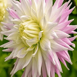 Георгина Kiev