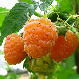 Малина ремонтантная Янтарная Садко Малина ремонтантная Янтарная Садко