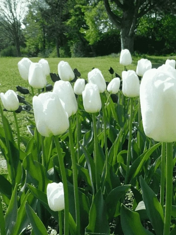 Тюльпан триумф Antarctica