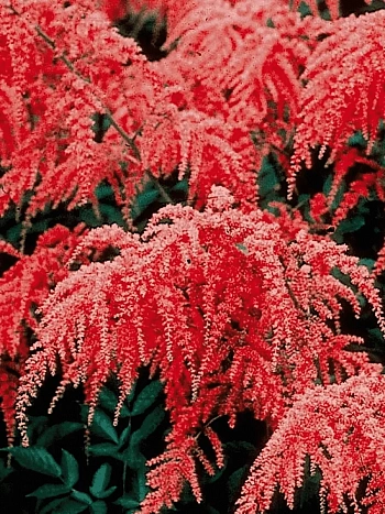 Астильба Арендса Red Charm