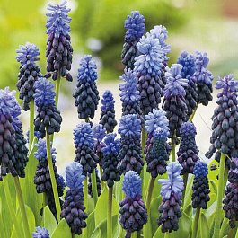 Мускари Широколистный