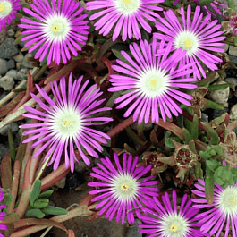 Делосперма обильноцветущая Starburst