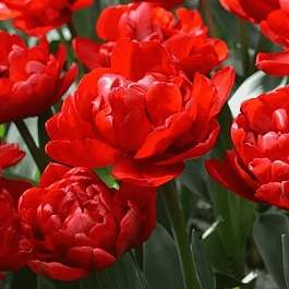 Тюльпан Махровый Largo