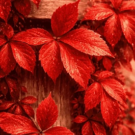 Виноград девичий пятилисточковый RedWall