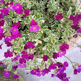 Аубриета (Обриета) гибридная Variegated Red