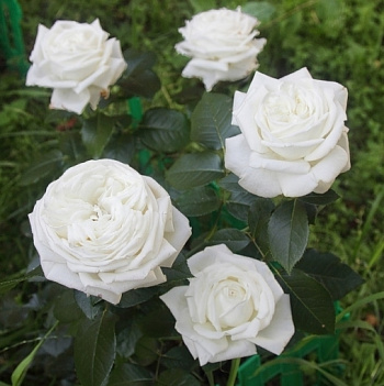 Роза чайно-гибридная Бойнга