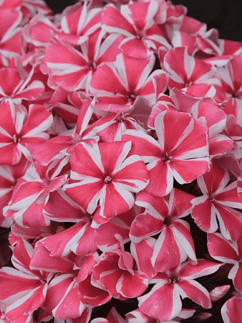 Флокс метельчатый Peppermint Twist