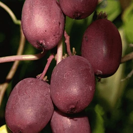 Актинидия Аргута Geneva