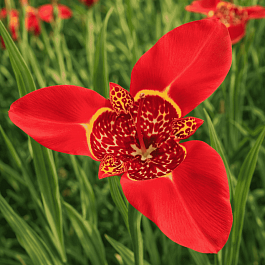 Тигридия Red