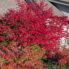 Бересклет европейский Ред Каскад Бересклет европейский Ред Каскад