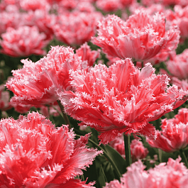 Тюльпан Crispion Sweet