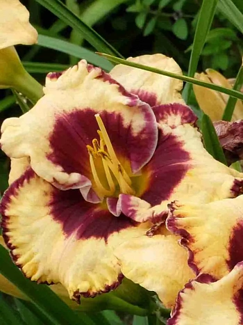 Лилейник Open my Eyes