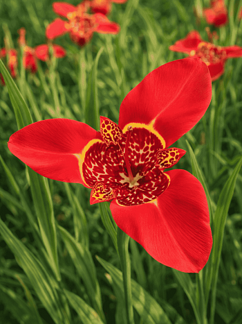 Тигридия Red