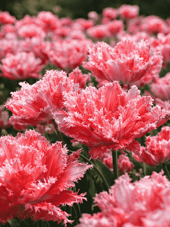 Тюльпан Crispion Sweet