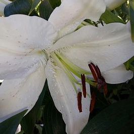 Лилия восточная горшечная Тру Эмоушн