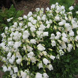 Колокольчик ложечницелистный Альба